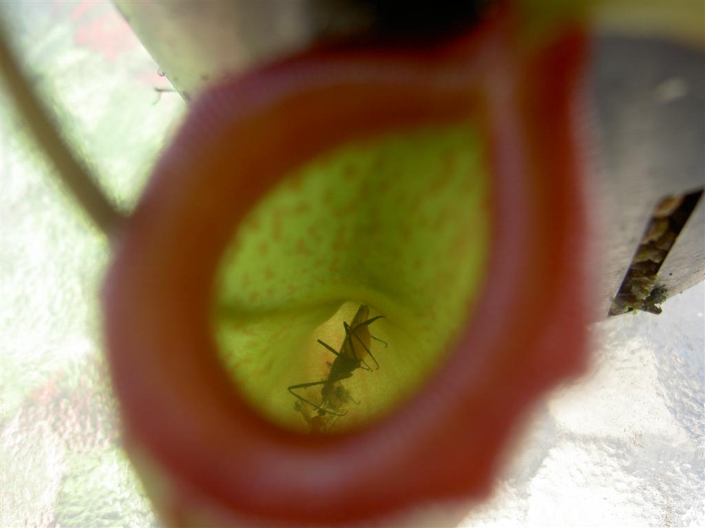 Nepenthes x ventrinermis with prey